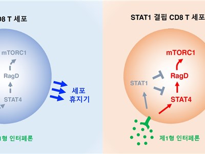 CNU Professor Cho Jae-ho&#039;s Team Identified T-Cell Homeostasis Regulat...