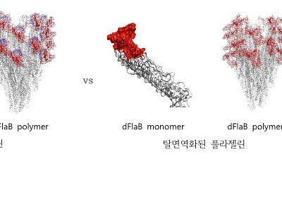 Professor Lee Joon-haeng and Lee Si-eun’s Team Developed an Immune Booster...